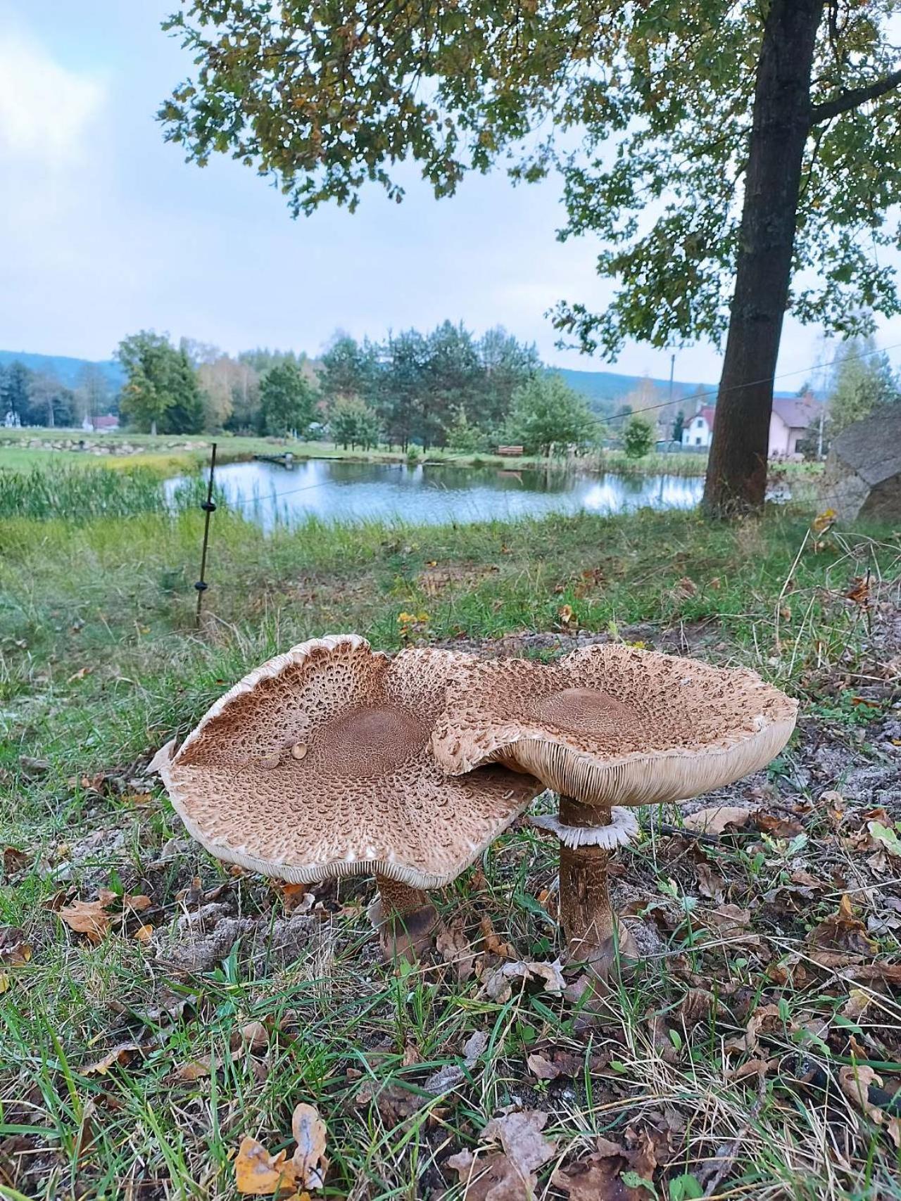 Klidna Lokalita Na Kraji Lesa, Cely Dum S Uschovnu Kol Villa Nová Bystřice Екстериор снимка